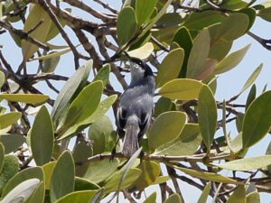A tiny Yucatan Gnatcatcher with a blue-grey back and white outer tail feathers perched in dry scrub.