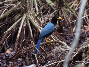 A bold black-and-blue jay with a black head, and bright blue back and tail.