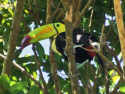 Keel-billed Toucan in Playa del Carmen Hotel grounds