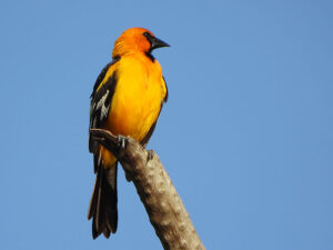 A large, brilliant orange Altamira Oriole with black wings and a thick black bill perched on a branch in a park in Merida
