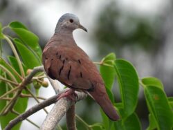 A Ruddy Ground Dove, with its distinctive black marks along its side sit in a branch in my garden in Merida, Yucatan