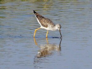 A Greater Yellowlegs wading through shallow water in Progeso showing its distinctive yellow legs