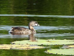 A small brown Pied-billed Grebe with a thick, silver bill marked by a black band swimming on a lake in Merida