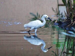 A Snowy Egret wading through water hunting fish at a hotel along the Riviera Maya