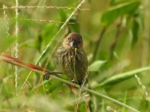 A small brown female Blue-black Grassquit sitting on a grass stem in a field in Merida, with green foliage behind it.