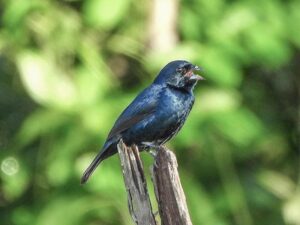 This glossy male Blue-black Grassquit is sitting on a broken branch with its beak open singing early in Merida, Yucatan