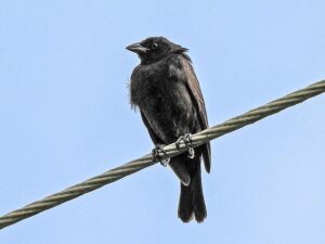 This Bronzed Cowbird is a black bird with a hefty beak, sitting a wire above a rough track in Merida