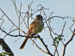 The fluffy brown crest is visible in this photo of a Dusky-capped Flycatcher with its yellow breast, behind some thin branches in a tree in Merida, Yucatan