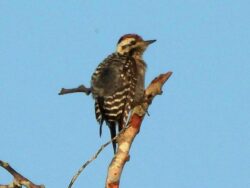 Long distance photo of a Ladder-backed woodpecker in Merida, showing the distinctive striped ladder markings and black line through the eye.