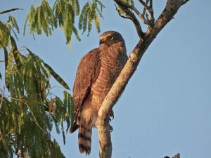 An early morning photo of this Roadside hawk, showing its stripe markings on the breast. The reddish hue is caused by the dawn light in Merida, Yucatan.