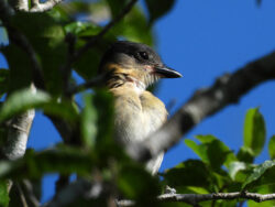 The black head and tinted breast of a Rose-throated Becard high in a tree in Merida, taken between leaves.