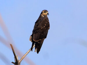 A dark grey male Snail Kite with a deeply hooked bill and red eyes looking down at a lake in Merida