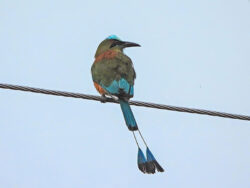A Turquoise-browed motmot with bright turquoise brows and long, racket-tipped tail feathers, sits on a wire above a track in Merida