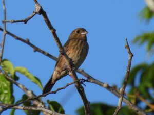 The female of the Blue-black Grassquit, shown sitting in a Merida tree, is brown with some faint brown stripes down the breast
