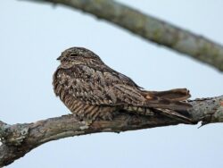 The Lesser Nighthawk is a brown mottled bird, with a small beak. Here it is hiding, well-camouflaged, on a branch in Merida