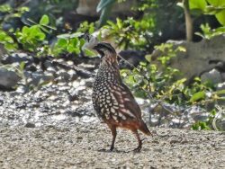 A white spotted quail, with a black thraot and mask, sitting on a dirt road