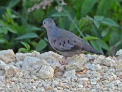 A small dove, with black markings on its wings standing on a pebbly ground.