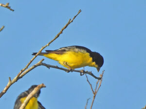 Yellow and black Lesser Goldfinch sitting on a branch against a blue sky