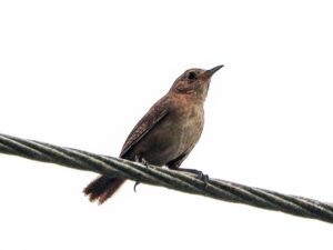 A small brown bird sitting on a cable wire against a white background
